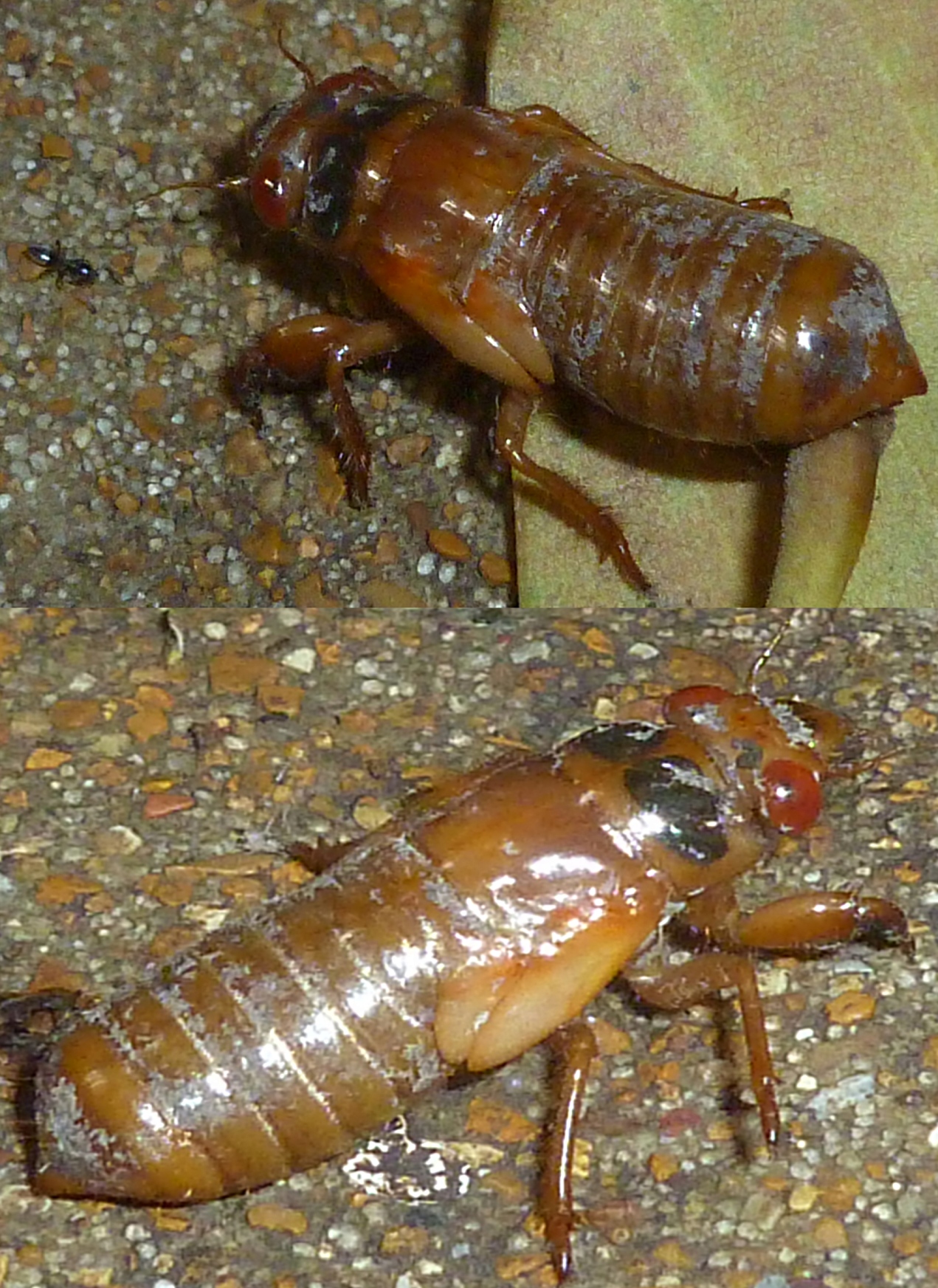 Baby Cicada 2 -.jpg