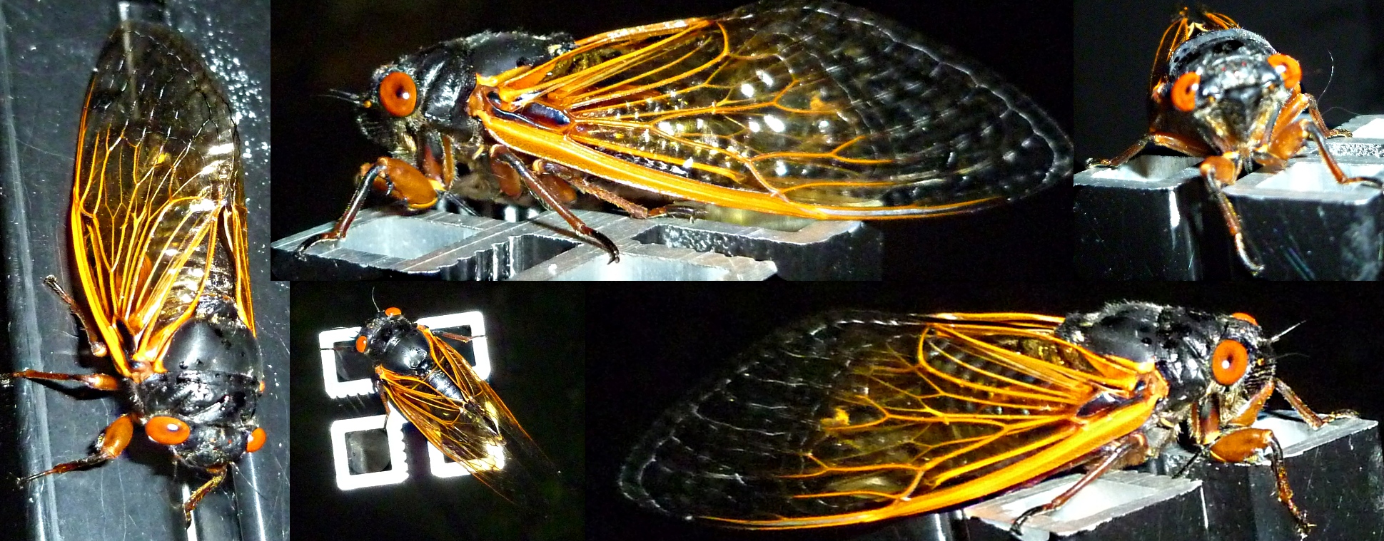 Baby Cicada  (Grown) 2.jpg