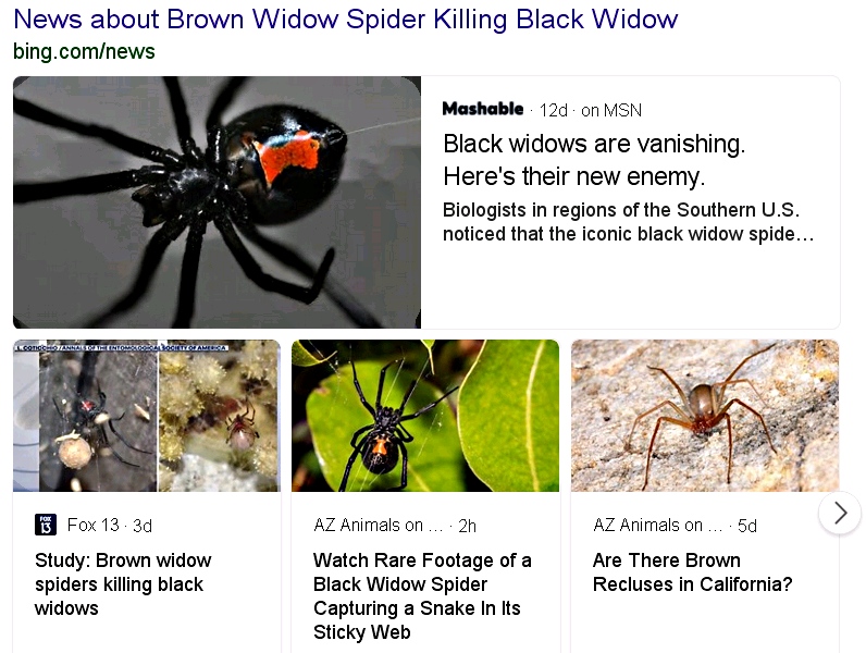 Brown & Black Widows 1.jpg