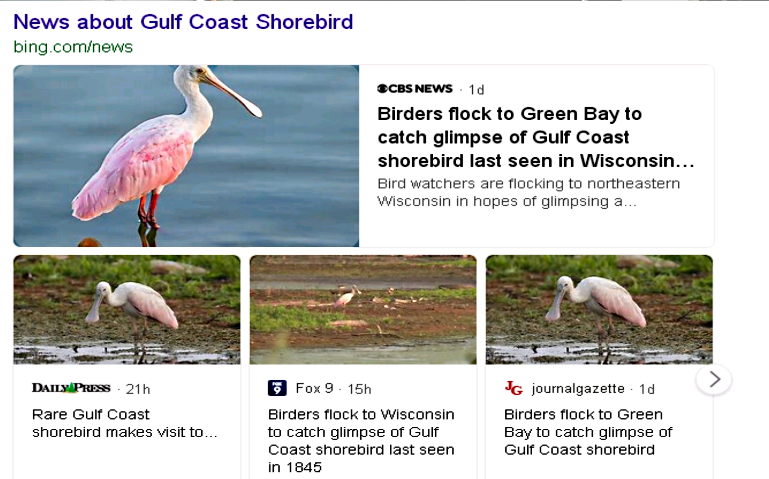 Gulf Coast Shorebird 1.jpg
